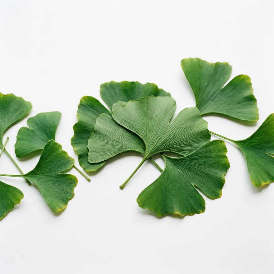 Ginkgo biloba: ingrediente